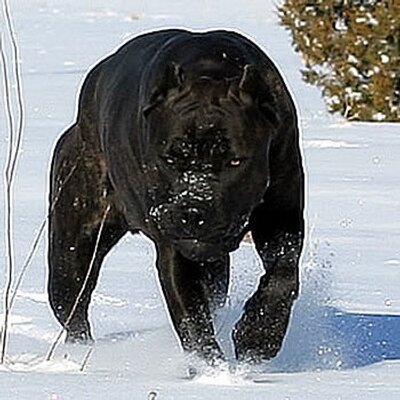 AboutTime Cane Corso (@AboutTimeCorso) | Twitter