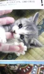 youkawaE's profile picture. Ｖ系音楽を好んで聴きます。(*´∇｀*)お気に入りはS. Q. F. さんのミチ様とVent Croix さんです。凄く素敵な楽曲ばかりで聴きやすいのっ♪皆さんも是非聴いてみてね(＠＾▽゜＠）ゞもう１つの癒しがぁー、、、、、めちゃ可愛いアメリカモモンガ⌒(ё)⌒ｶﾜｲｲょー 宜しくねっ！