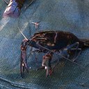 Ray McNamara - @maccaray - Twitter