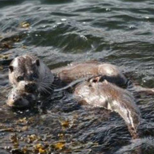 Scottishscenery's profile picture. love the outdoors, love life, enjoys scenery and wildlife. Enjoy having a laugh. Good banter, like all sports, would love to hear from you. :)