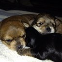 Nora Victory - @Noravictory - Twitter