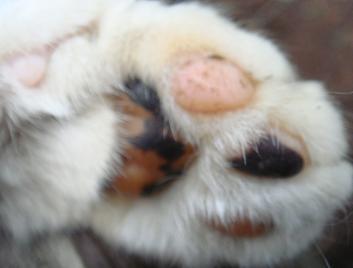 Y10A's profile picture. ｜🐱5匹｜📺🤗｜🌹✨｜🤼｜🏍️｜エサやり＠ねこあつめ2｜Duolingo English & Español｜猫保護過激派原理主義神奈川支部構成員 ｜◾️情報整理のため投稿を削除する事があります◾️｜