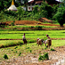 Agriculture new (@agriculturenew1) Twitter profile photo