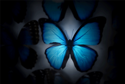 Transcendence: High Thinking, Simple Living
