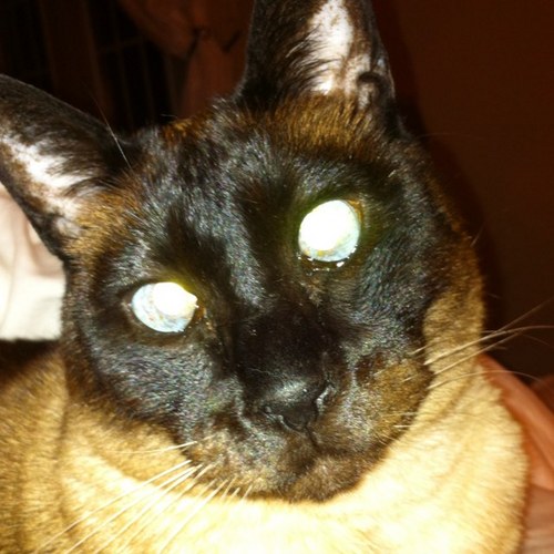 amffreddiebeach's profile picture. 