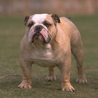 Citadel Bulldogs (@citadelbulldogs) 's Twitter Profile