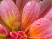 Sara_Alnafisi's profile picture. 