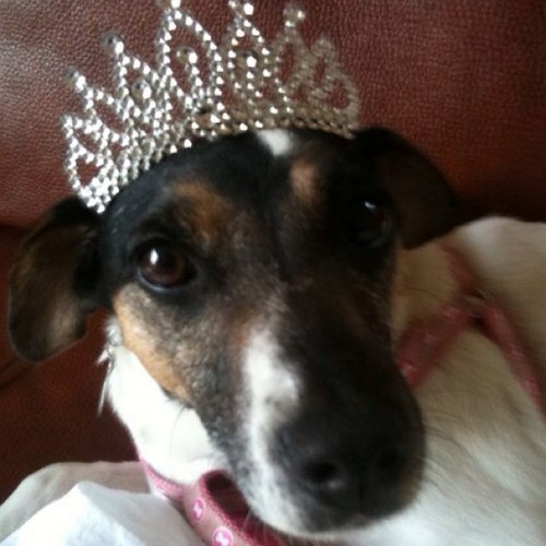 valentina1948's profile picture. Disgnosed with Multiple Myeloma in Dec 2002, had autologous stem cell transplant in 2003 followed 18 months later by an allogeneic one from my sister. Am well.