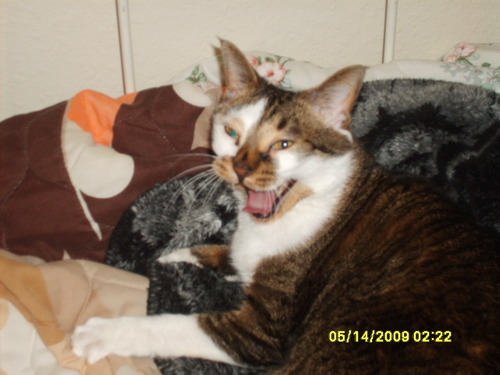 I'm free!!!! I am roaming the lower level of the house, no longer stuck within four walls and loving the attention.... Meow :)