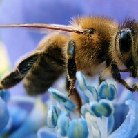 WitneyBees 💙's Bees (@witneybees) 's Twitter Profile Photo WitneyBees 💙's Bees (@witneybees) 's Twitter Profile Photo