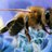 WitneyBees's profile image
