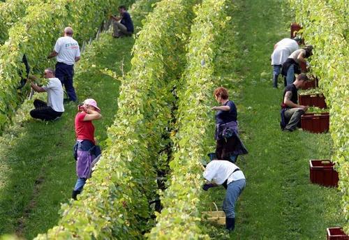 PREMIÈRE AGENCE EN FRANCE DE COURTAGE EN INTÉRIM :VITICOLE,AGRICOLE