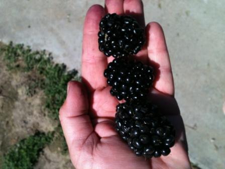 Blackberries Jubilee is a gourmet, U-Pick , blackberry farm at 600 Arrowsmith Rd,  Sunnyside, WA