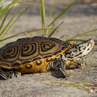 Project Terrapin (@projectterrapin) 's Twitter Profile