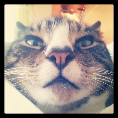 I followed you. Now I'm your cat. Deal with me.