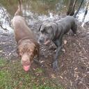 mark connell - @doggystylemetoo - Twitter