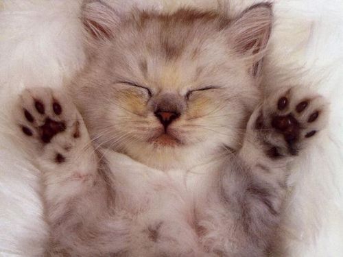 MEOW MEOW MEOW MEOW MEOW MEOW MEOW ^^