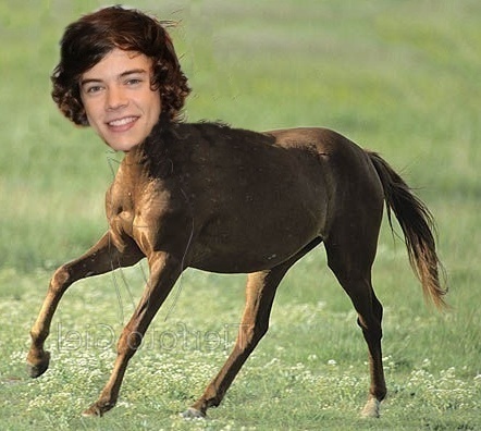 Julia_Pferdiii's profile picture. i love horses and one direction,but most harry styles*_*:-)