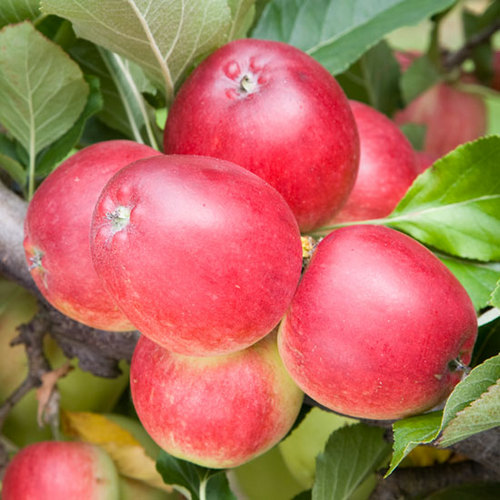 Garden fruit specialists offering a large range of quality fruit trees & soft fruit bushes by mail order. Follow us for news & advice. Tweets by Claire.