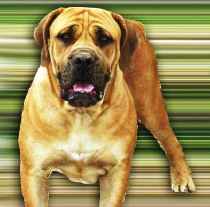 BoerboelDog's profile picture. Boerboels