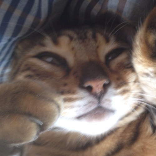 therulerofchina's profile picture. Possibly having my mind controlled by a cat.