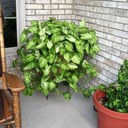 terri hyatt - @peytonsgg - Twitter