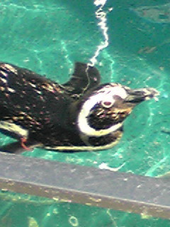 ryoutanippon's profile picture. 