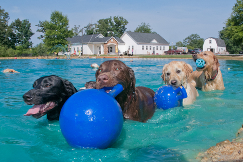 The K-9 Ranch offers Deluxe Dog Boarding.