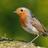 dobbin59's profile image
