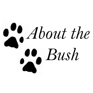 About The Bush