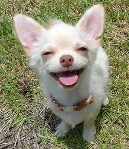 AKowDog's profile picture. me ish a dog livin in singapore. hoomans tweet, akow also tweets.