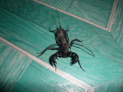 ace6513's profile picture. 