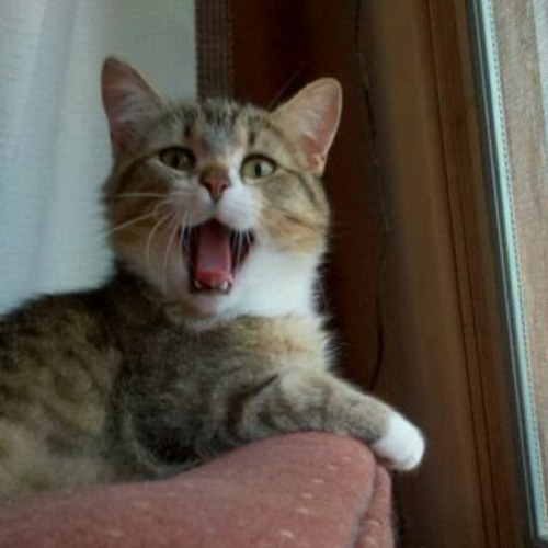 BugHarleyBug's profile picture. @jenlovescats works for me.  Jovi is my baby sister.