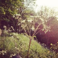 lucinda rivers (@lucindamr) 's Twitter Profile
