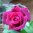 Tirell_silk86's profile image