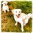 morecowbell73's profile image