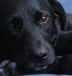 philosophy_lab's profile picture. I'm a black Lab that loves philosophy