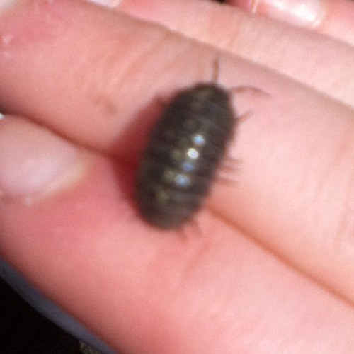 I'm just a smexy woodlouse! Coz YOLO. :D