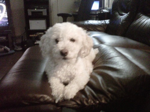Small miniature poodle