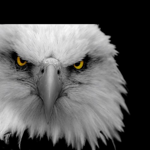 aamendolia's profile picture. 