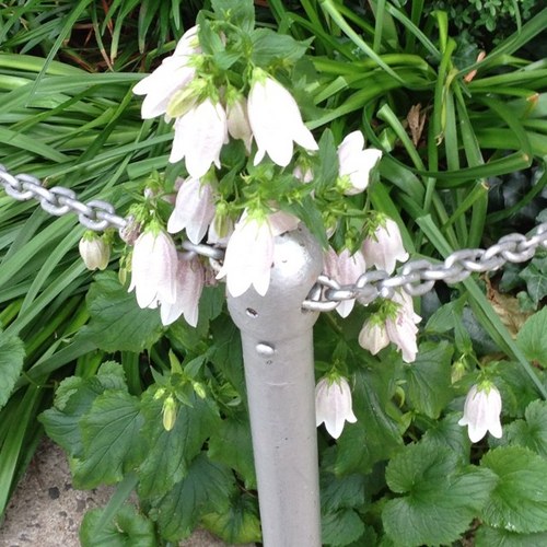 ebethnyc's profile picture. Person of Pallor trying to do better.       carb based life form.                                lover of animals - other than human.