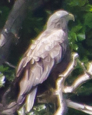Skye Wildlife Toursさんのプロフィール画像
