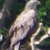 Skye Wildlife Tours (@skyewildlife) Twitter profile photo Skye Wildlife Tours (@skyewildlife) Twitter profile photo
