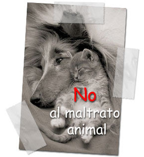 AmantesAnimales's profile picture. Asociación contra el maltrato animal, abandono, sacrificio, etc.. Contra mas animalistas seamos,mejor.