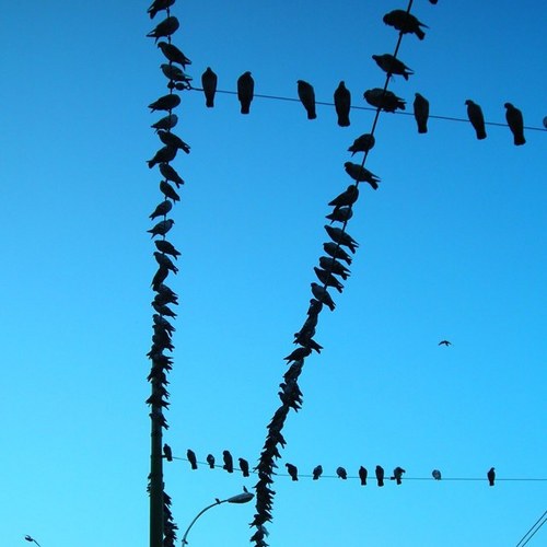 notalaveloz's profile picture. Ens en sortirem.