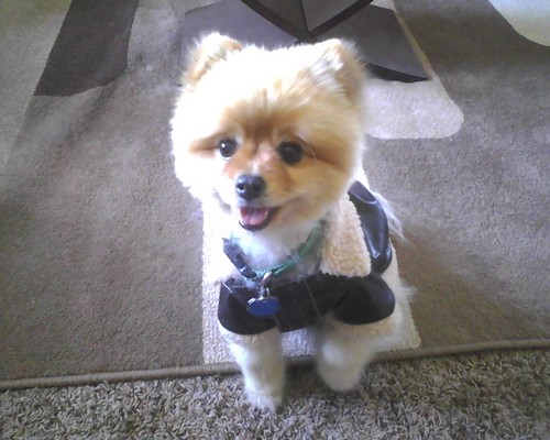 biker_dog's profile picture. Barkley a.k.a. Biker Dog
Birthdate: October 22, 2009
Hobbies: Eating, Barking, Staying Positive, & Making People SMILE :) ROOF! (Thas Me Barking!) lol