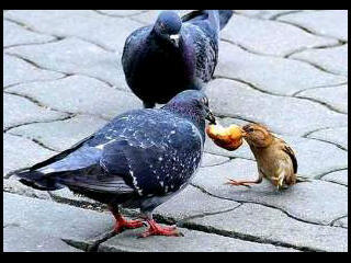 al7reyah's profile picture. 