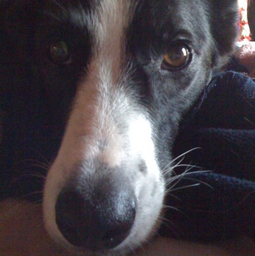 shelbydaisy's profile picture. Scrapbooker