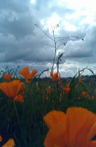 krinca55's profile picture. Browncoat, foodie, gardener, all things outdoors and water, love photos, motorcycles, geek&nerd love, knives, kilts, all things Scottish, friends&good times