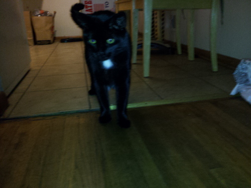 MisterMeows's profile picture. I'm scared most of the time, So of course I like to run, sleep, eat, poop in private and drive 1960's pick up trucks.

I dislike loud noises.